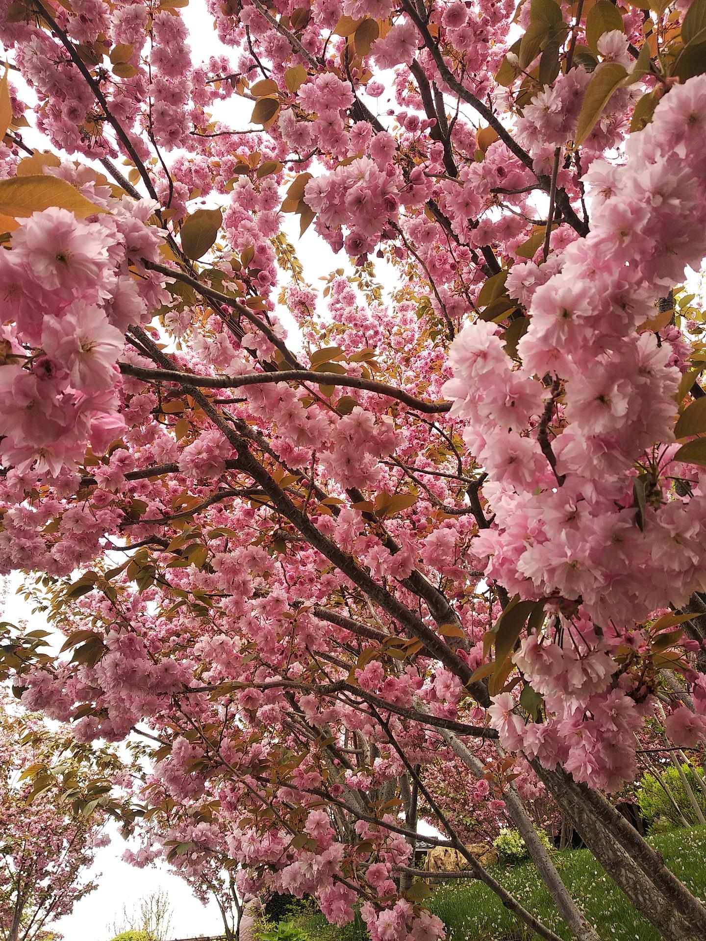 2 автобус Праздник Цветения Сакуры в Японском саду «Шесть чувств» Mriya Resort 28.04.24